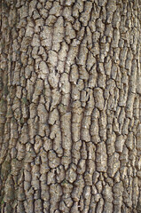 Background of tree bark, wood texture, birch bark, tree bark.