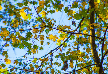Yellow maple leaves on a twig in autumn