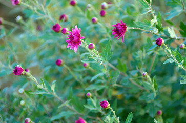 Colorful pink autumnal chrysanthemum background