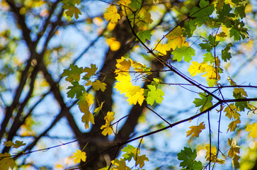 Yellow maple leaves on a twig in autumn