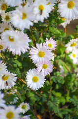 A photo of chrysanthemum flowers in an autumn garden.