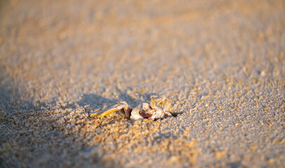 A crab on the beach is running on the white sand. Exotic animals in the resorts of tropical islands. The concept of a beach holiday in the tropics.