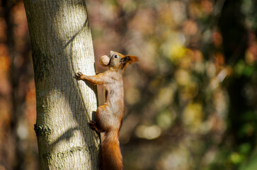 Red squirrel with a nut in its teeth. Squirrel climbs a tree.