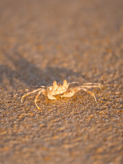 A crab on the beach is running on the white sand. Exotic animals in the resorts of tropical islands. The concept of a beach holiday in the tropics.