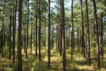 Obraz premium Sun-dappled pine forest, tall trees, green undergrowth.