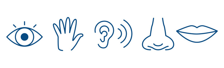 5 senses icons, smell, touch, see, taste, hear, Sense organ icons. Illustrations, collection, set, visual sensory line design. Vector illustration