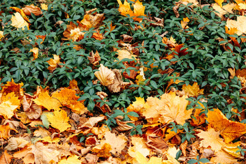 colorful autumn litter in the forest