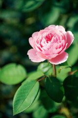 Pink roses on the bush, macro, rose garden