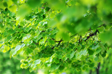 green leaves on the green backgrounds