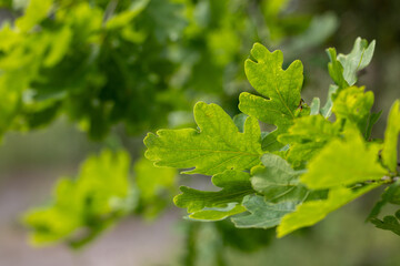 Bright green english oak leaves growing on branch in spring