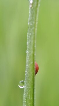 Novius is a genus of ladybird beetles belonging to the family Coccinellidae, and the sole member of the tribe Noviini. With dew drops 