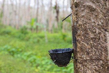Para rubber tree foreset harvest latex tropical rainforest