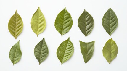 Fototapeta premium A collection of vibrant green tea leaves, neatly arranged against a pristine white background, showcasing the fresh, natural beauty of each leaf.