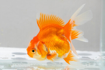 Oranda goldfish in aquarium fish tank close up