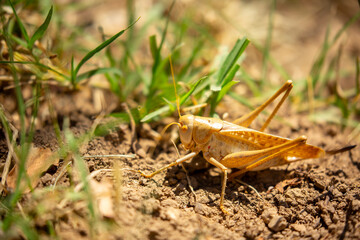 Locust close-up on plants. Locust invasion of agricultural fields. Exotic food of Asia.