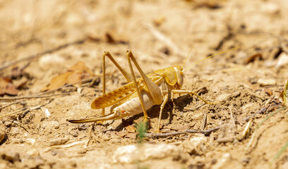 Locust close-up on plants. Locust invasion of agricultural fields. Exotic food of Asia.