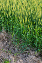 Wheat plants in the field