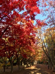 Fototapeta premium 紅葉するもみじ