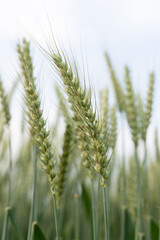 Close-up of wheat ears
