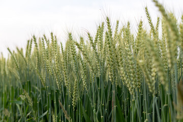 Close-up of wheat ears
