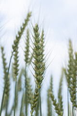 Close-up of wheat ears