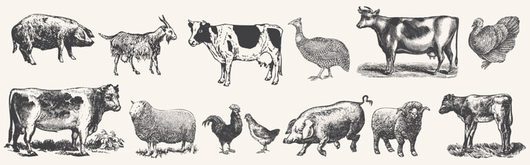 Large set of farm animals. Hand drawn big farm animals set. Livestock, cattle illustration. Animal grazing. .Vintage woodcut engraving style. Engraved domestic animal. Vector illustration. 