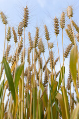Fototapeta premium Wheat crops in the field