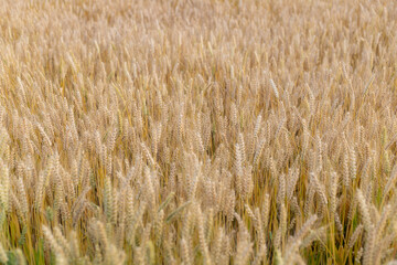 Wheat crops in the field