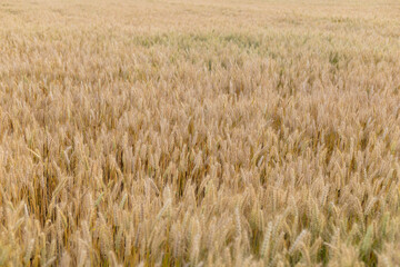 Wheat crops in the field