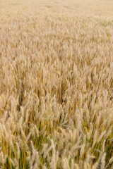 Wheat crops in the field