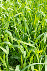 The spring green wheat seedlings