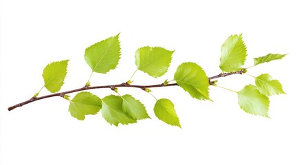 Obraz premium Vibrant green birch leaves sprouting on a slender spring twig, showcasing fresh foliage and delicate buds against a clean background.