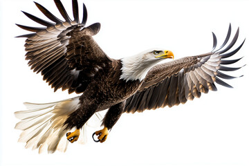 Fototapeta premium Portrait american bald eagle isolated on white background, Elegant posture eagle flying in the sky on white.
