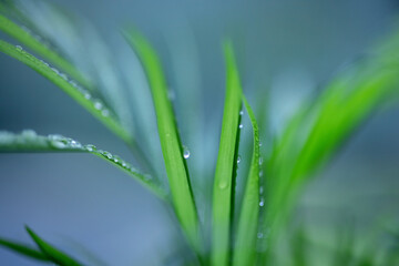 The tops of beautiful feathery green leaves covered with raindrops