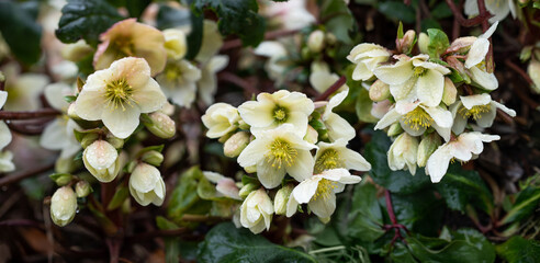cream hellebore in raindrops