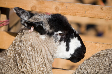 A Masham sheep in a holding pen at the annual Masham Sheep Fair near Ripon North Yorkshire UK. The...