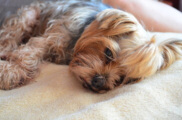 Small yorkshire terrier resting on soft blanket. Dog lying peacefully, cozy mood, close-up angle, horizontal position, indoor setting, warm tones, relaxed moment, pet photography