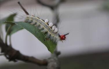 Caterpillar on Plants in Organic Garden Rural East Texas