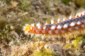 Bart-Feuerborstenwurm - Hermodice carunculata
