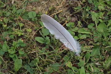 Grey feather lying in a grass
