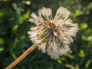 morning dew closeup