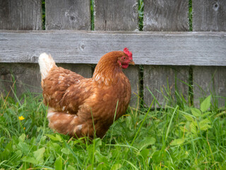 portrait of brown chicken
