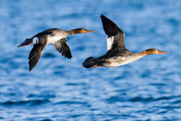 Mittelsäger (Mergus serrator) im Flug