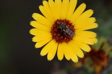 Fly sitting on a golden pot marigold flower