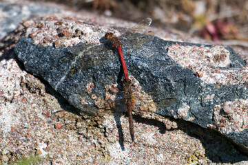 Große Heidelibellen (Sympetrum striolatum) bei der Kopulation