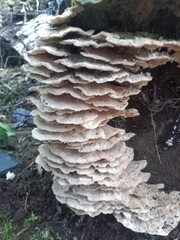 Image of Ganoderma sp mushroom. light colored. Ganoderma mushroom on tree trunk.