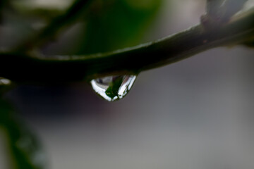 A close-up image of a water droplet hanging from a plant stem, sharply focused with an inverted...