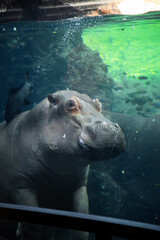 hypopotamus underwater in Valencia Biopark