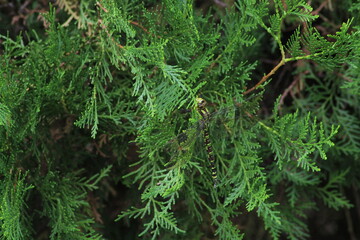 Closeup fresh green christmas leaves, branches of thuja trees on green background. Thuya twig occidentalis, evergreen coniferous tree. Chinese thuja. Conifer cedar thuja leaf green texture
