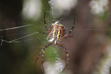 Wasp spider (Argiope bruennichi) on web. Black and yellow stripe. Large, colorful spider
